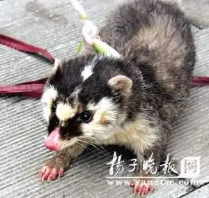 展开全部 果子狸(学名:paguma larvata taivana 英文名:swinhoe)属于