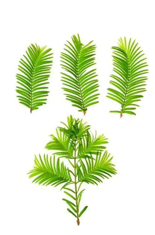 的叶子简笔画水杉叶子简笔画云杉简笔画2云杉树叶简笔画云杉简笔画