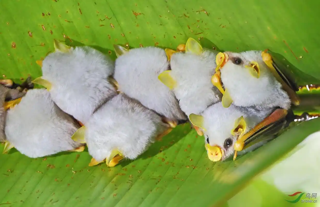 萌萌的睡觉小猪(洪都拉斯白蝙蝠)祝贺荣获首页精华!