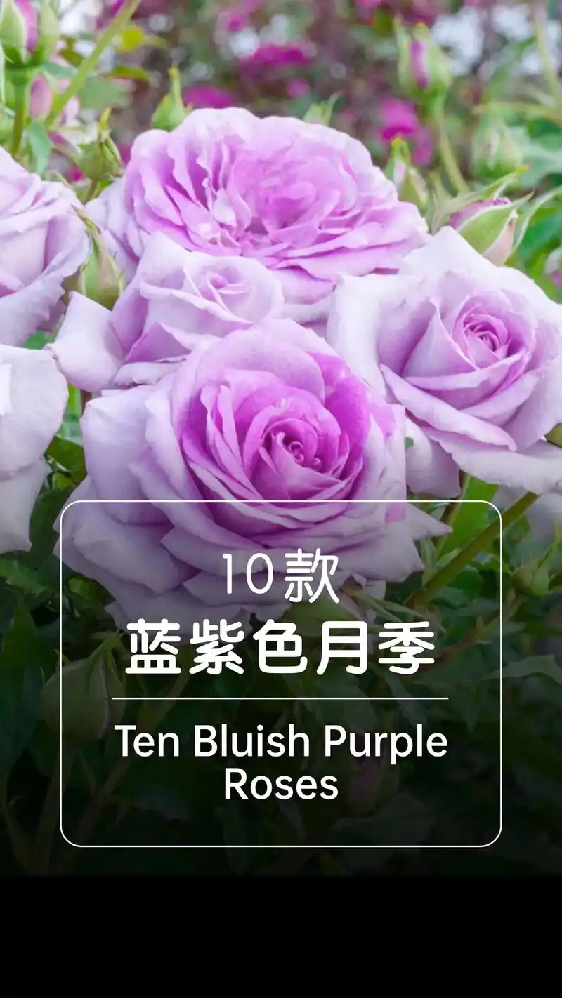 10款经典蓝紫色月季,唯美梦幻的的氛围,哪一款又是你的最爱? - 抖音
