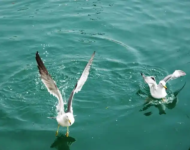 春天的大海更是海鸥的舞台.