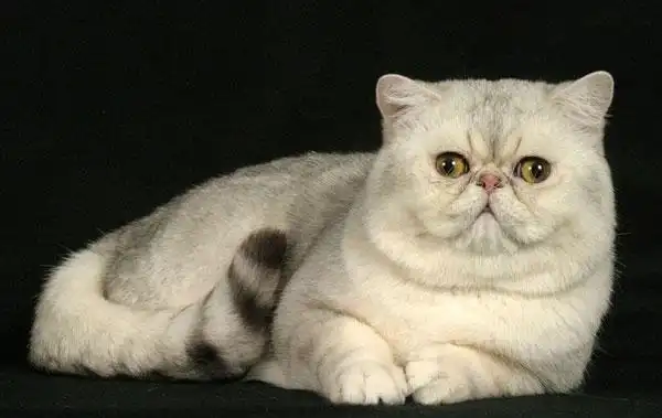 异国短毛猫图片小王子般的异国短毛猫