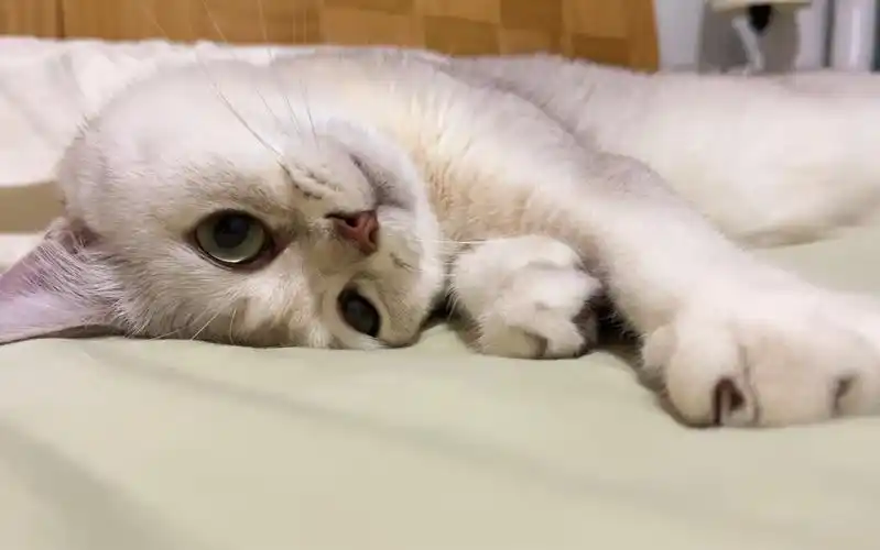 歪头杀的小猫咪