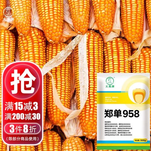 大禹郑单958玉米种子矮大棒抗旱抗倒杂交包谷饲料春播 大禹郑单958