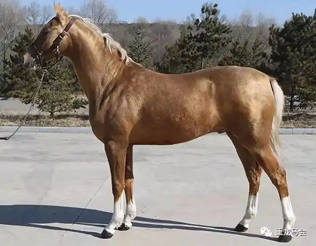 本期将有20匹佳驷亮相拍卖会,品种涵盖纯血马,菲利斯兰马,阿拉伯马
