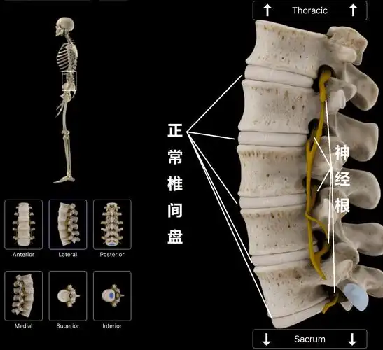 一篇读懂腰痛原因诊断治疗和自我预防方法