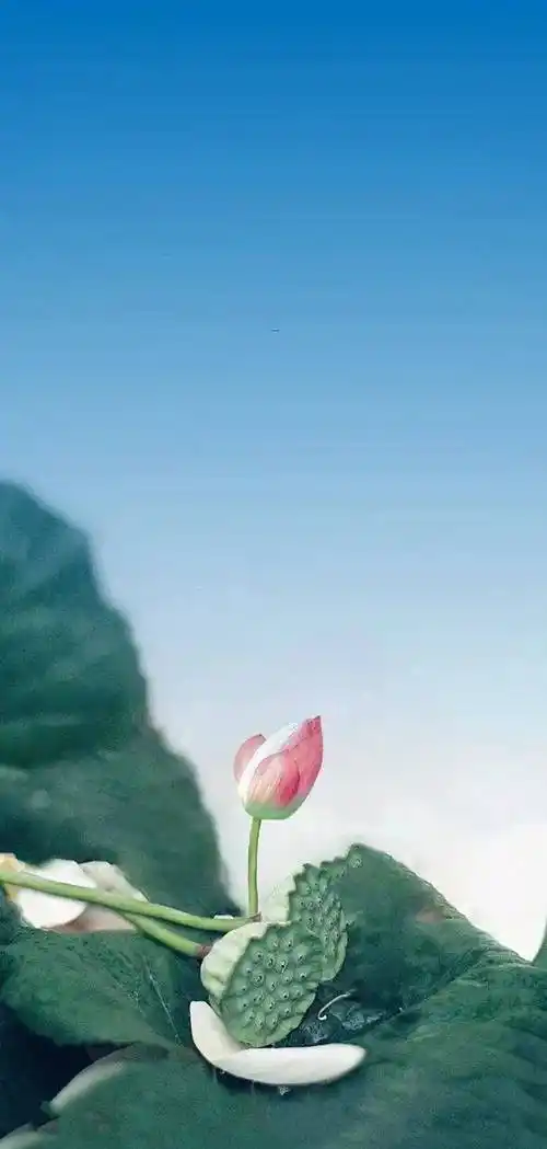 【壁纸】护眼绿色壁纸