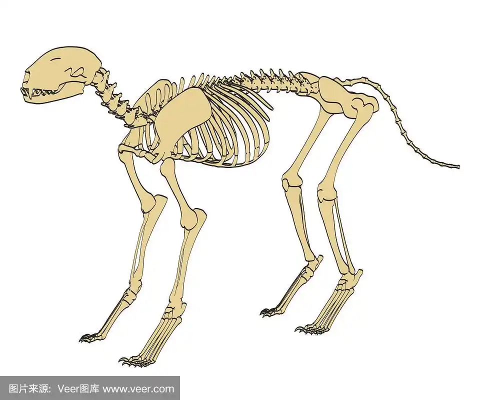 猫科动物的骨架