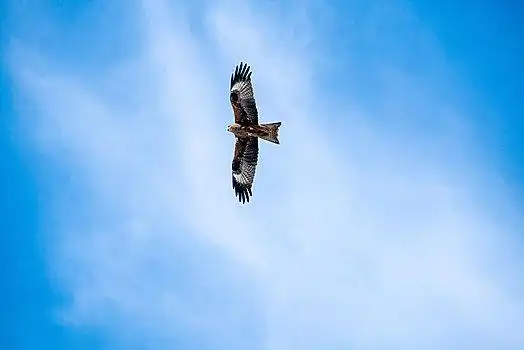 天空中飞翔的鹰