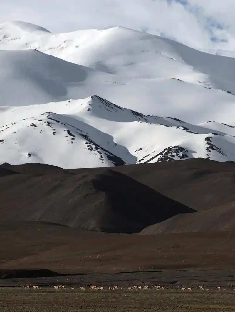 新疆阿尔金山国家级自然保护区藏羚羊进入产羔高峰