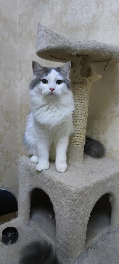 长毛蓝白找新家