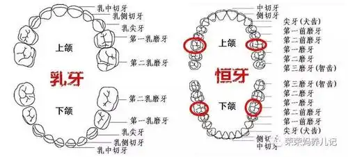 乳磨牙指的就是第一乳磨牙和第二乳磨牙(左图所示),3岁阶段的窝沟封闭