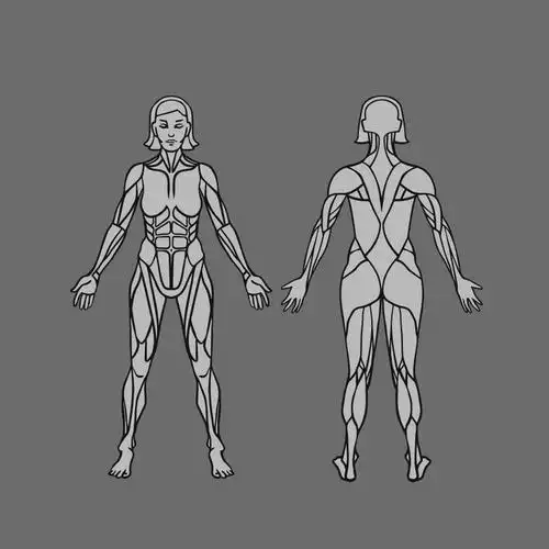 女性肌肉轮廓矢量插图