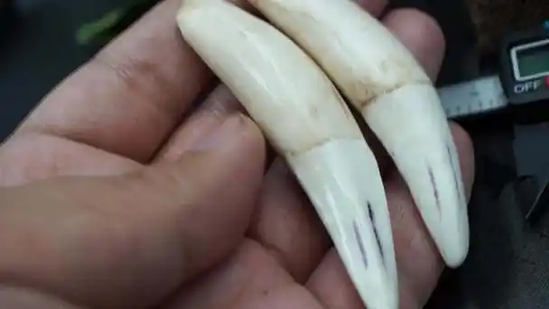 接近于实心,弧度也非常完美,感觉非常的厚实更加不会出现畸形的牙齿