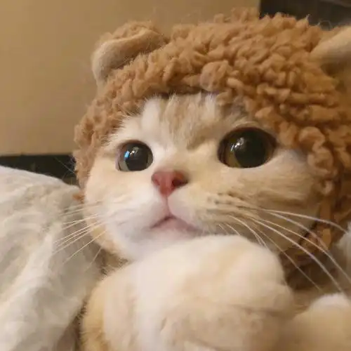 可爱喵喵头像#萌宠猫咪头像