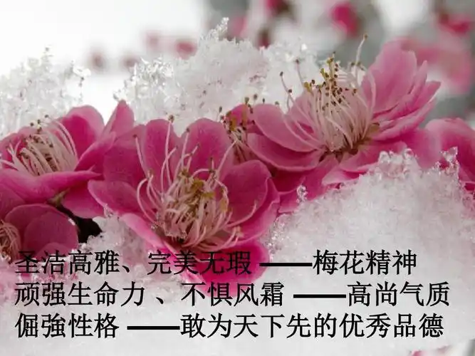 梅魂——作文梅花意象集锦ppt