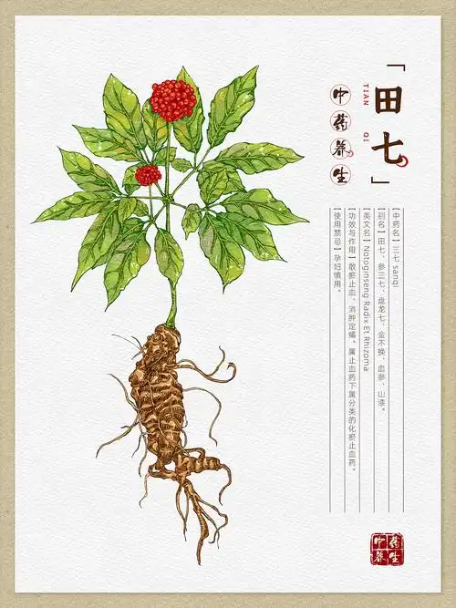 本草纲目-中草药手绘插画图鉴