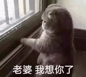 猫咪老婆我想你了看窗外发呆gif动图_动态图_表情包下载_soogif