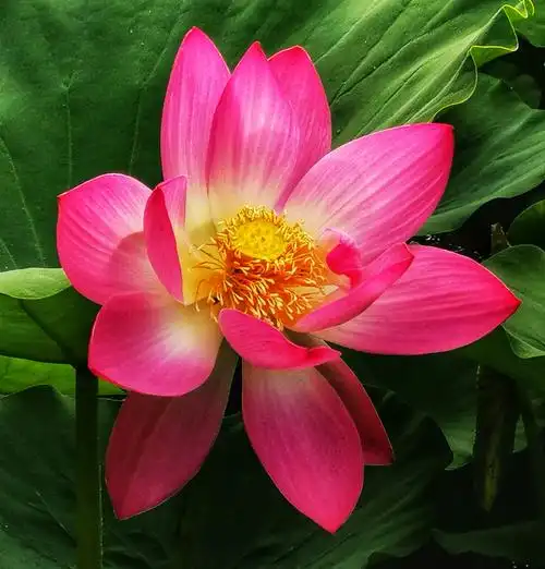 夏日荷花别样红