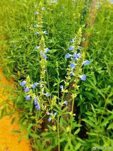 鼠尾草见过这么漂亮的老鼠尾巴么