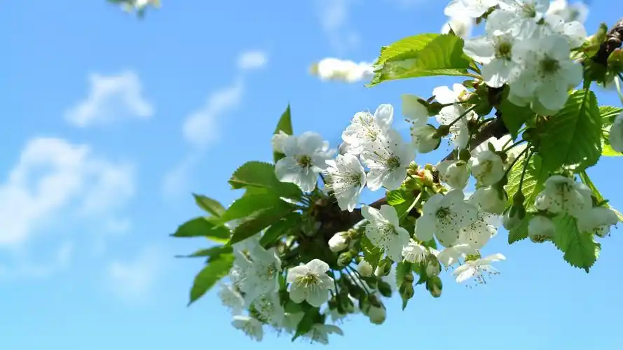 唯美春天樱花清新高清桌面壁纸