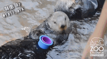 收集   点赞  评论  "你知道吗,海獭在睡觉时候是彼此手牵手的,这样