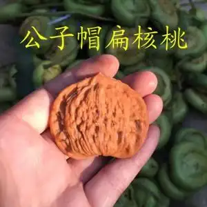 扁核桃心形