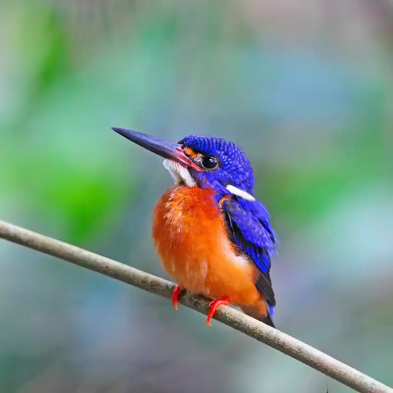 雄性蓝耳翠鸟,男性发蓝耳翠鸟 (alcedo meninting) 坐在树枝上
