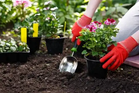 爱好花园园丁在她的花园里种花, 花园维护和爱好概念照片