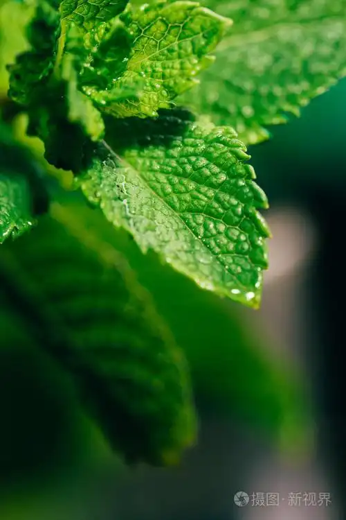 新鲜薄荷叶上深绿色的模糊背景