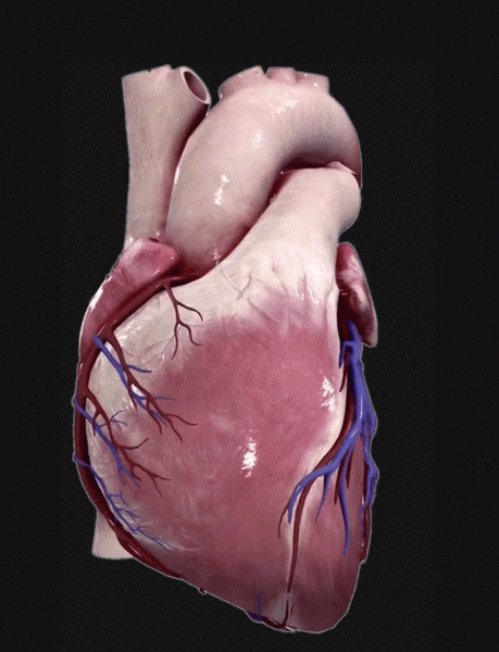 complete anatomy 2019 for mac(3d医学软件) v4.0.1官方版-mac软件下