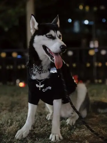 和男朋友吵架哪只哈士奇才是我家颜值担当