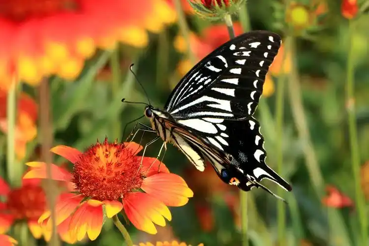 柑橘凤蝶 - 自然类 摄影大赛2015 - 国家地理中文网