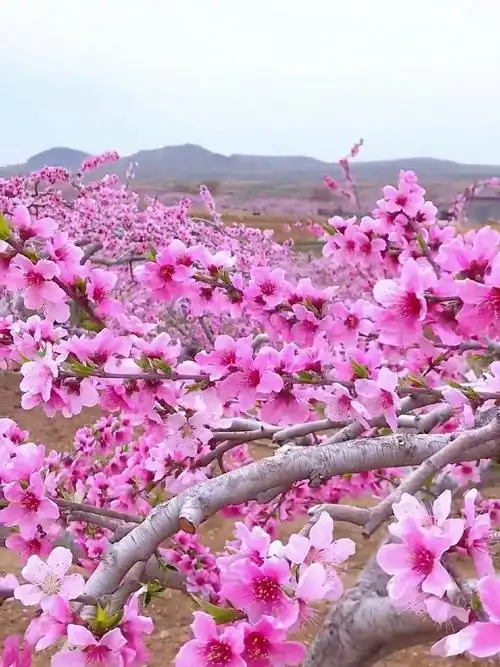 桃花开了 世外桃源