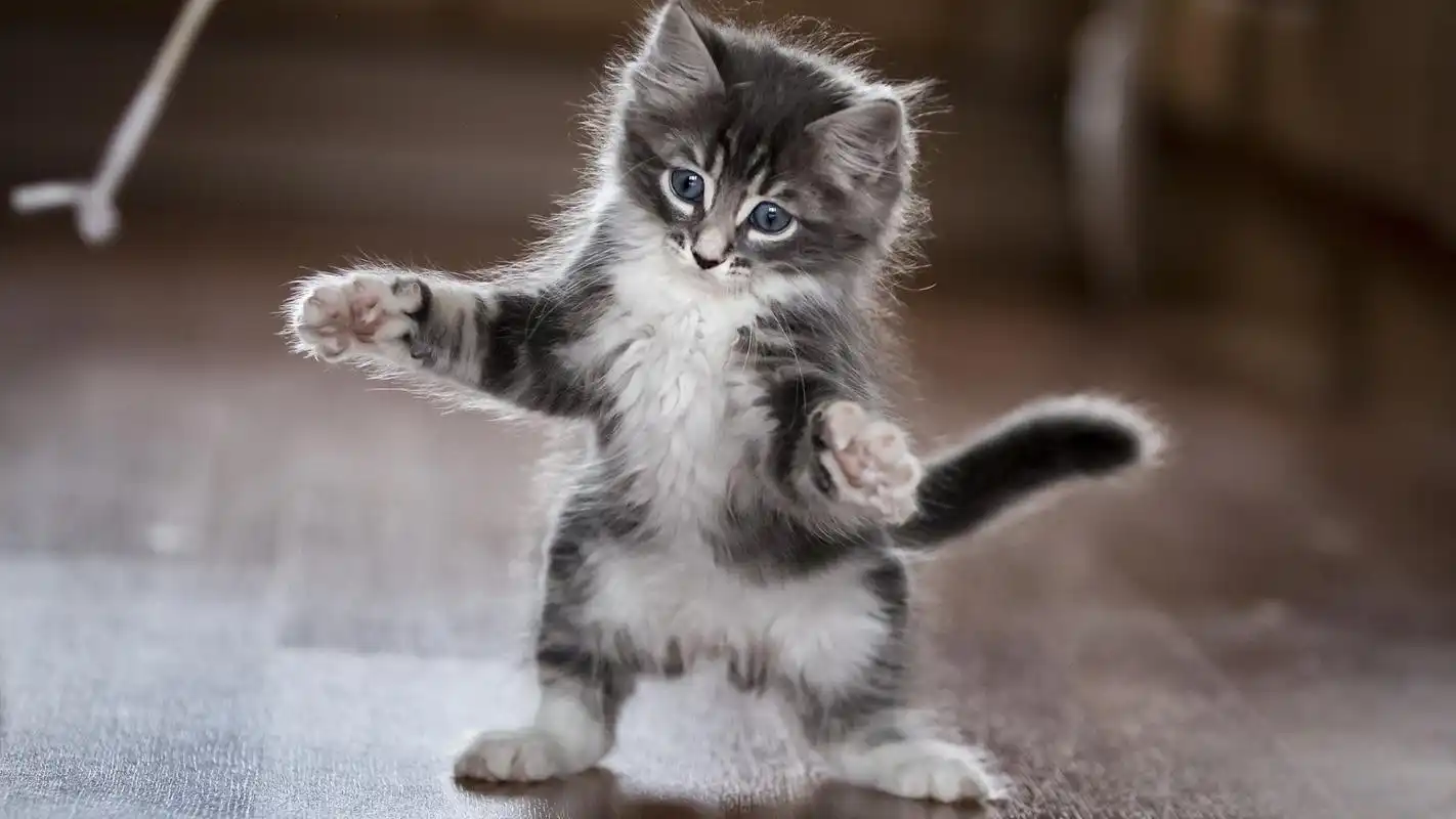 玩耍的猫咪图片高清桌面电脑壁纸