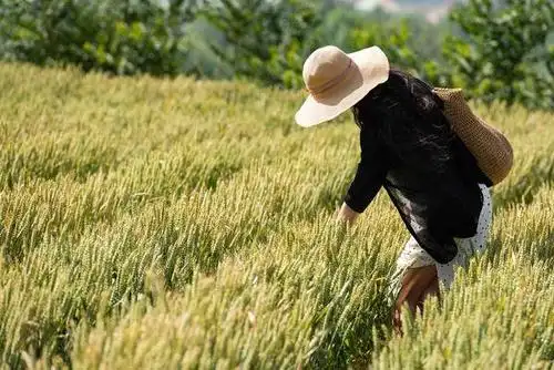 守望麦田 风光 土地 麦子 田地 背影 金色 农业 麦穗 农作物 麦田