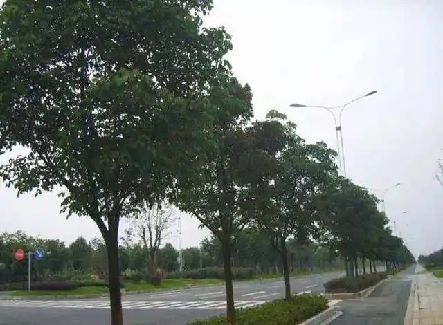 重磅|界首老城区行道树想这样种 你有意见吗?