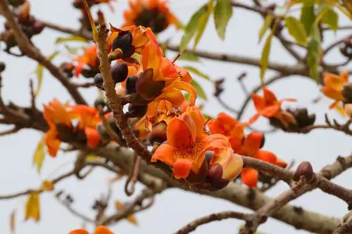 [台南][白河区] 2014 林初埤 木棉花道|游记