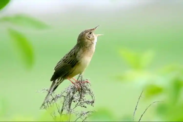 这是真的,一只鸟的叫声长达2分钟多