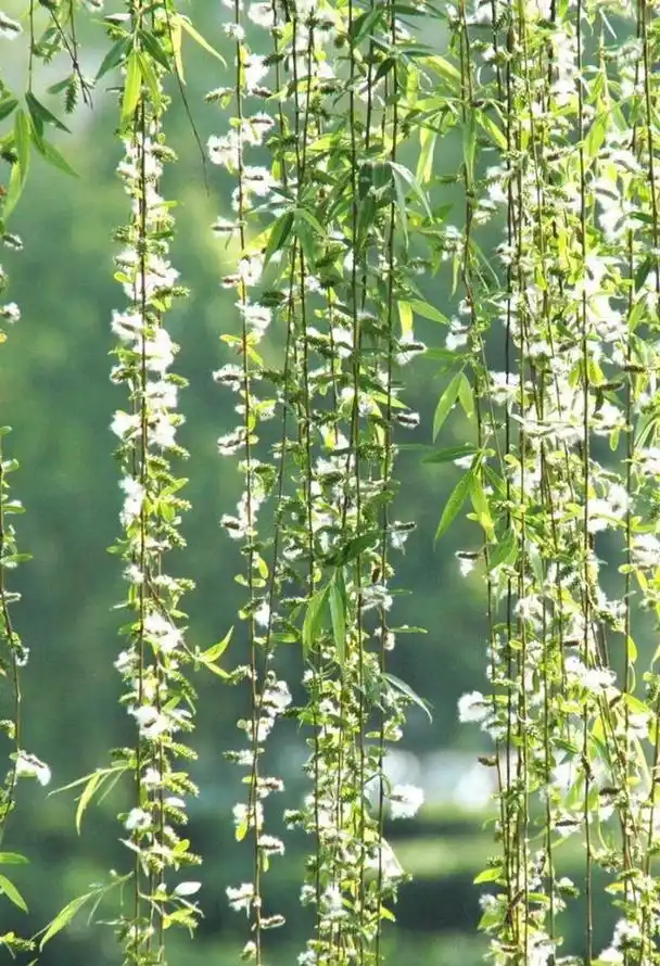 "韩愈七绝《晚春》中的"杨花"就是柳絮.