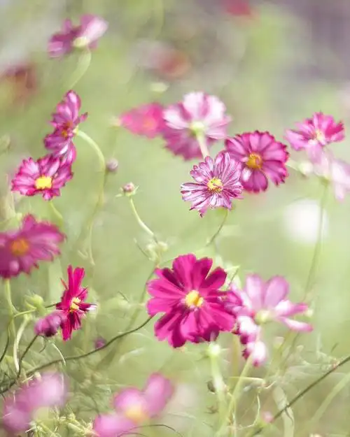 手机拍格桑花照片路边不起眼小花也可以很好看