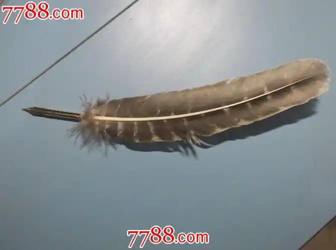 英格兰鸡毛笔,长30cm