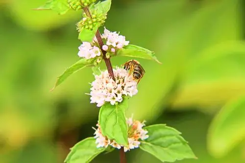 八月始见薄荷花