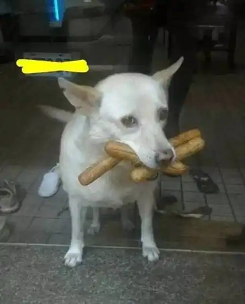 自家狗狗每晚都会叼几根香肠回来吃,一路跟踪后才知道