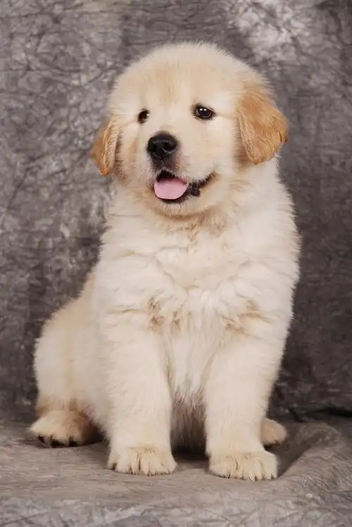 出售可爱的美系大头金毛宝宝, 健康可爱,聪明伶俐