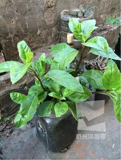 神奇救命草真有那么神奇吗