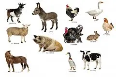 12种常见家禽家畜高清图片_动物图片_懒人图库