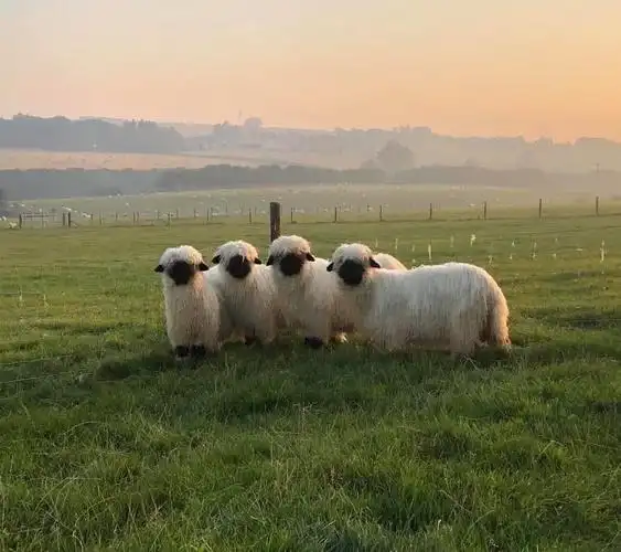 四只黑脸小羊盯着你