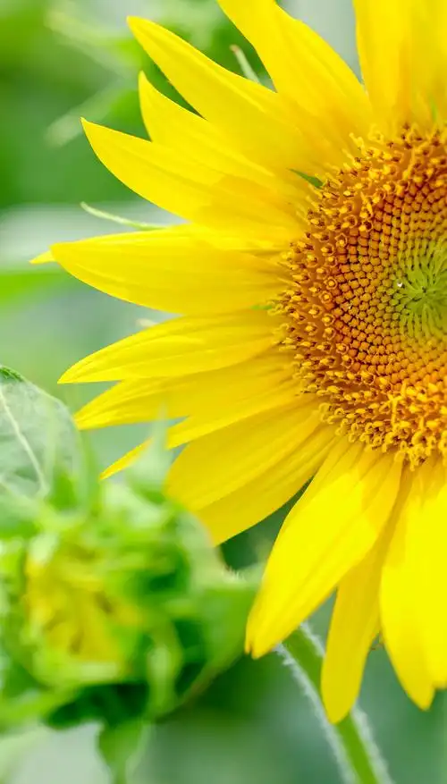 入目无他人 四下皆是你|向日葵