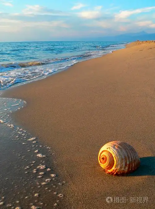 在海滩上的贝壳
